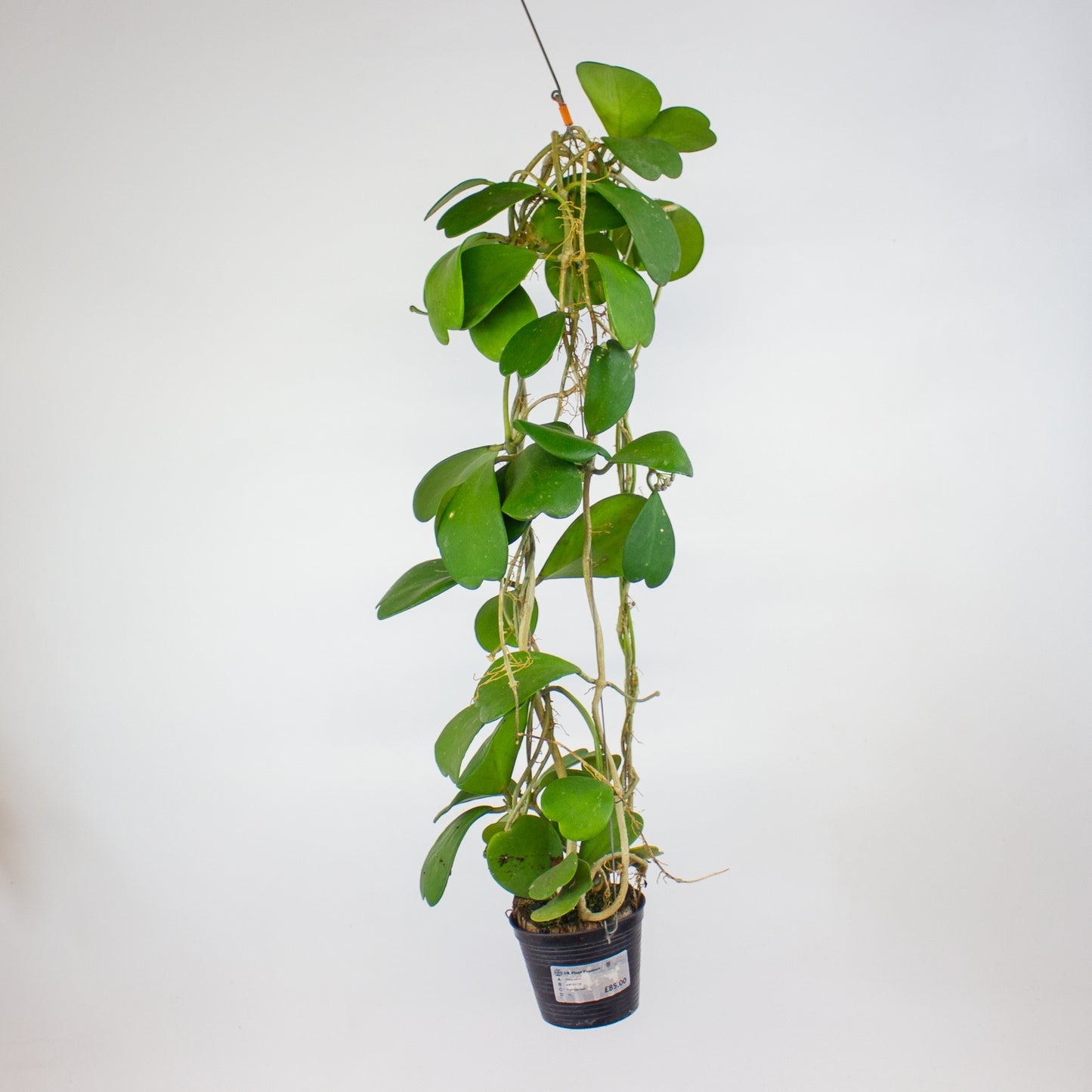 Hoya kerrii 10cm H14cm