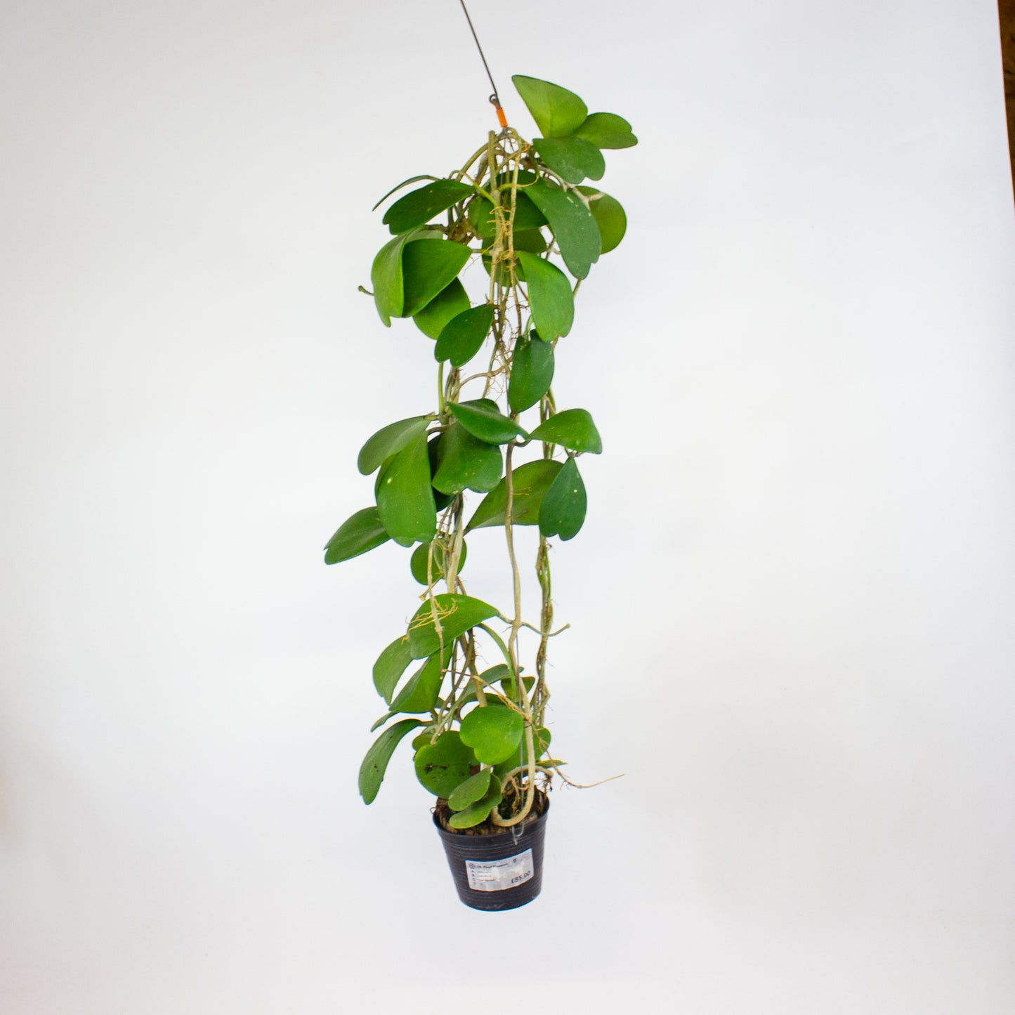 Hoya kerrii 10cm H14cm