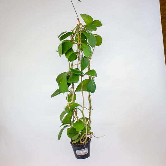 Hoya kerrii 10cm H14cm