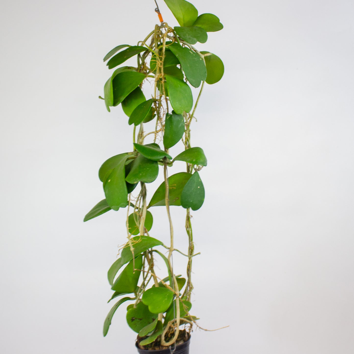 Hoya kerrii 10cm H14cm