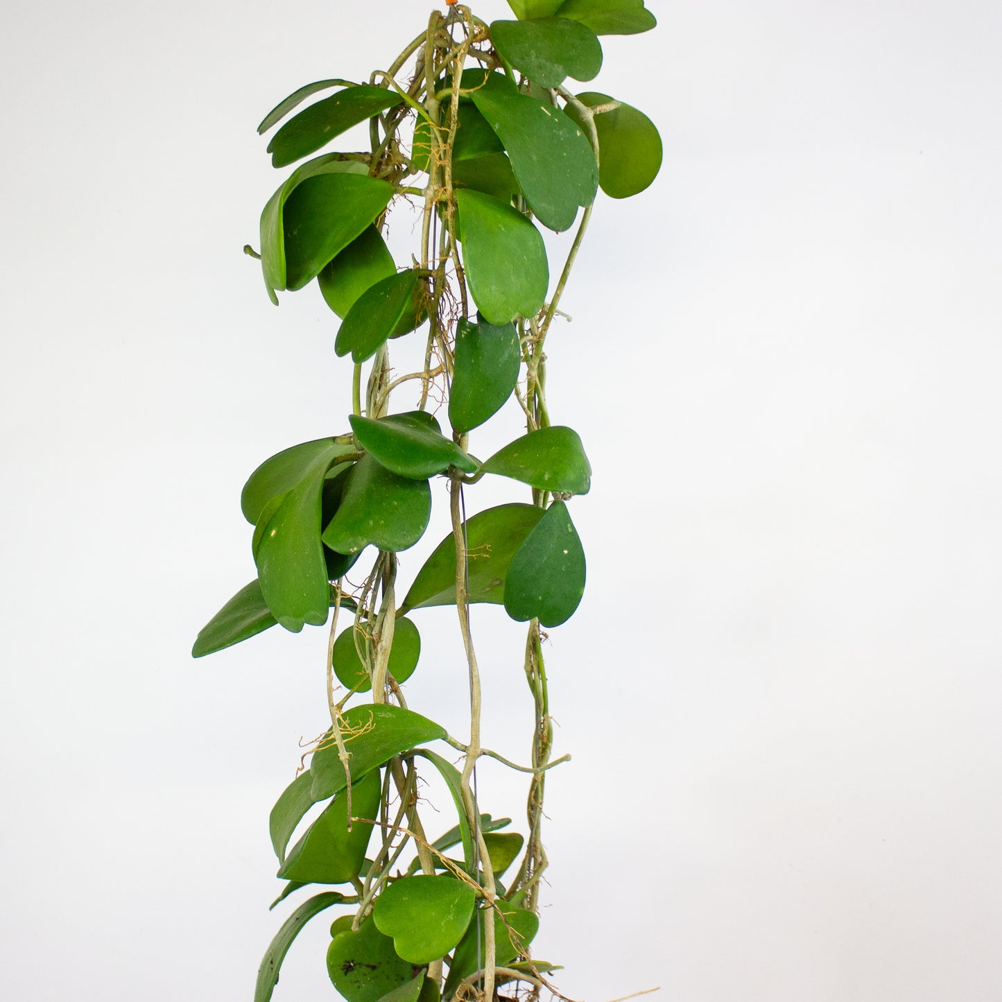 Hoya kerrii 10cm H14cm