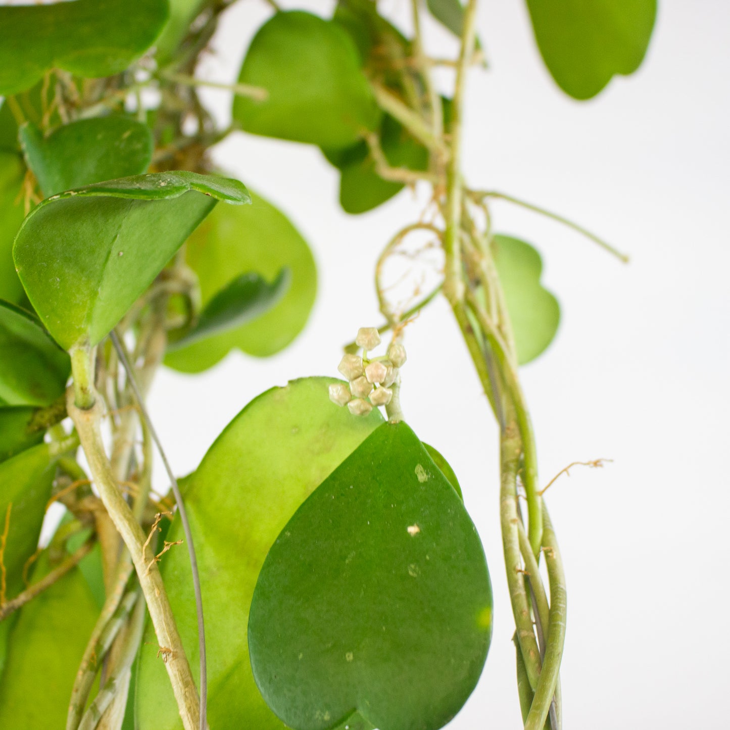 Hoya kerrii 10cm H14cm
