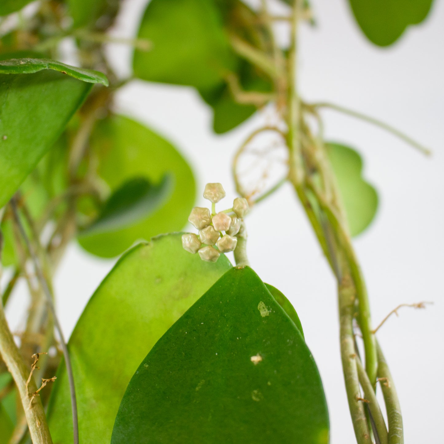 Hoya kerrii 10cm H14cm