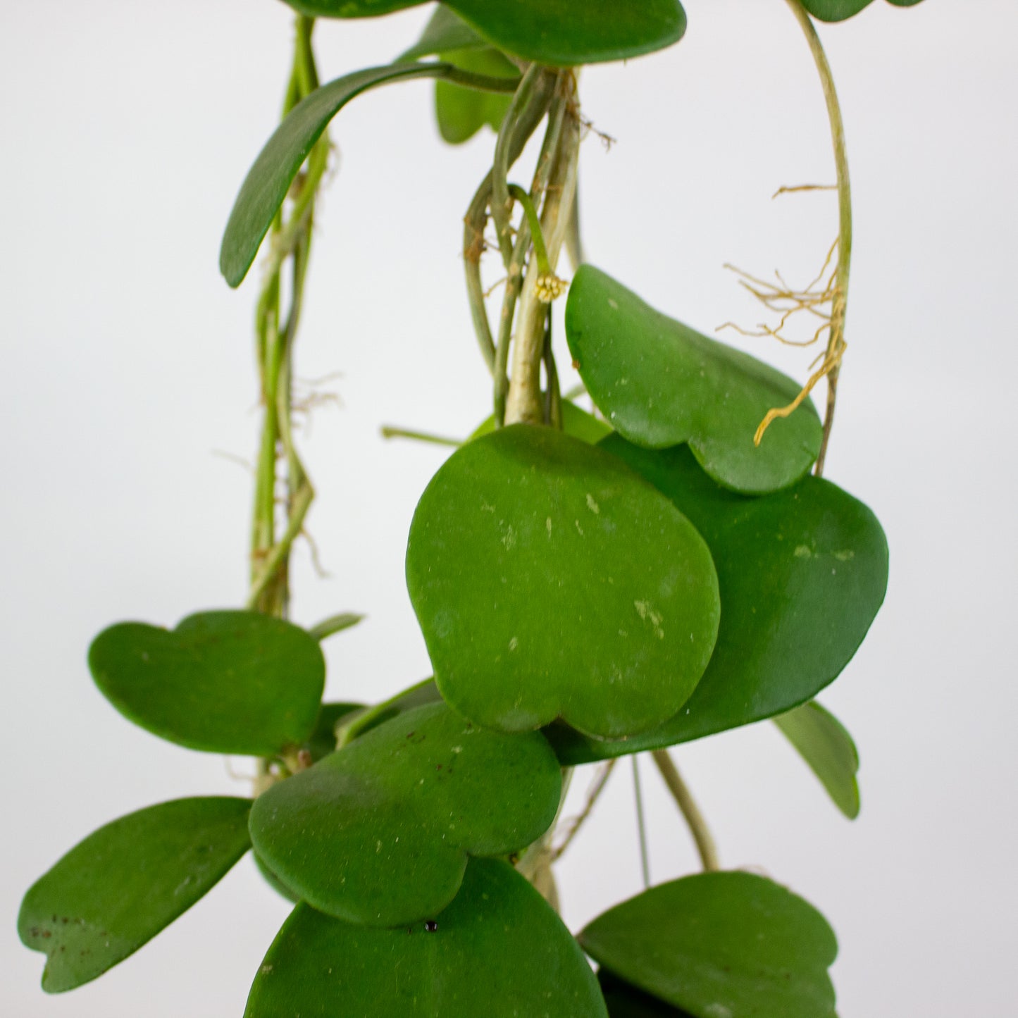 Hoya kerrii 10cm H14cm