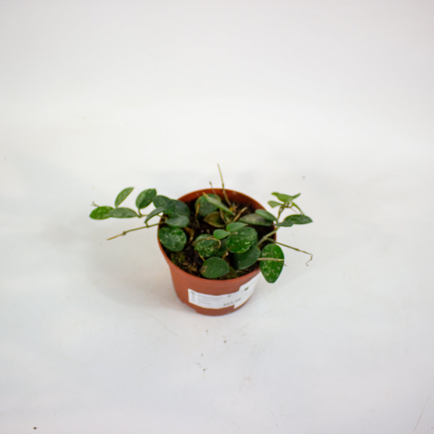 Hoya Mathilde Splash 12cm H13cm