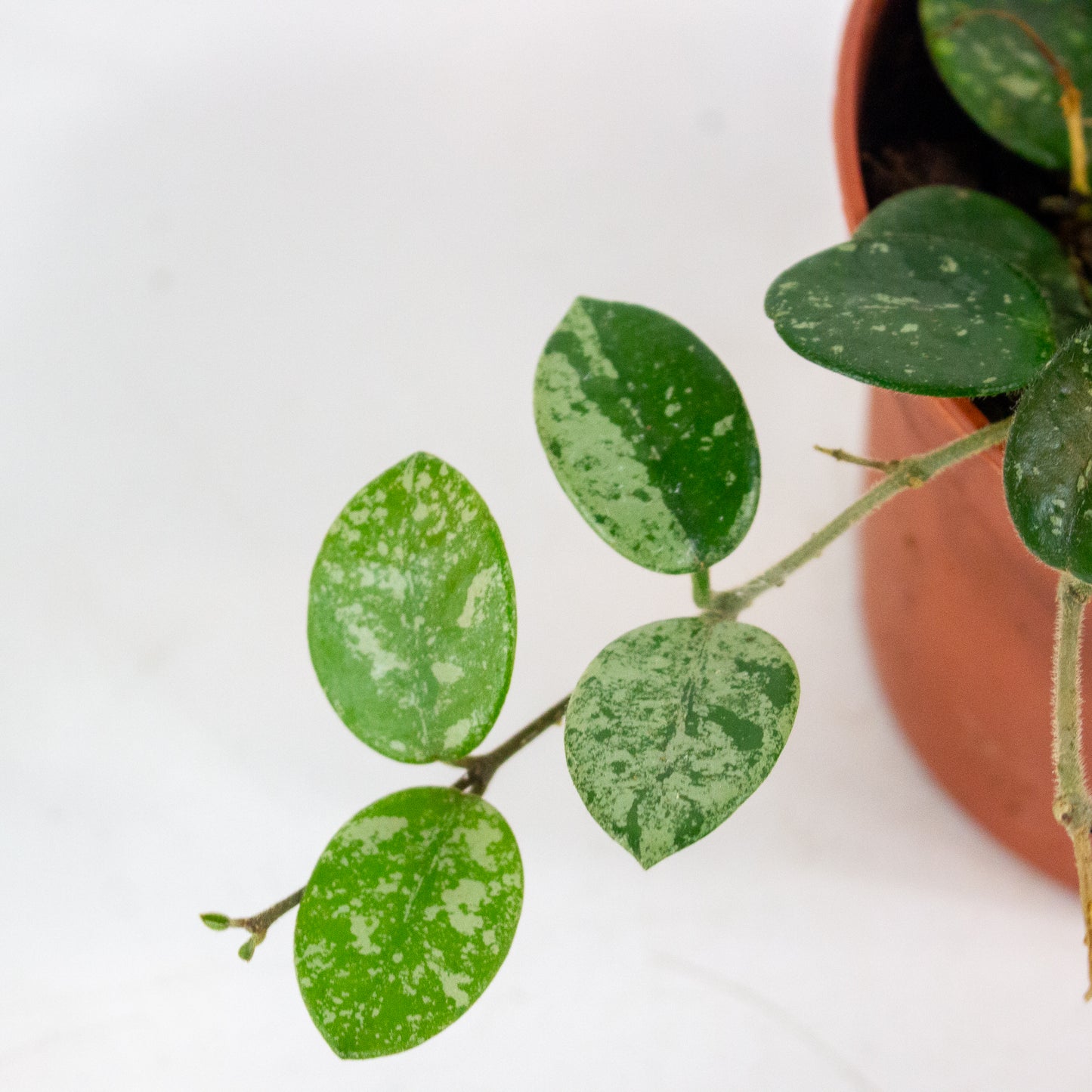 Hoya Mathilde Splash 12cm H13cm