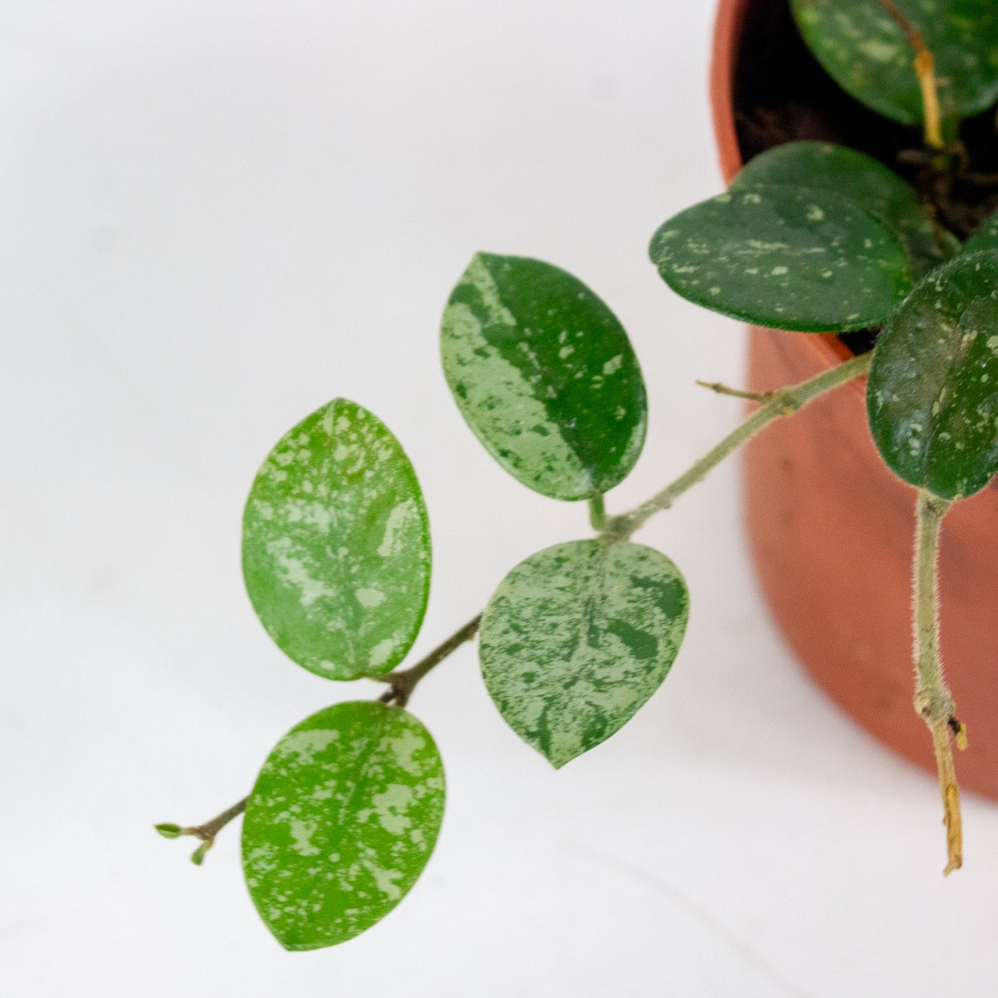Hoya Mathilde Splash 12cm H13cm