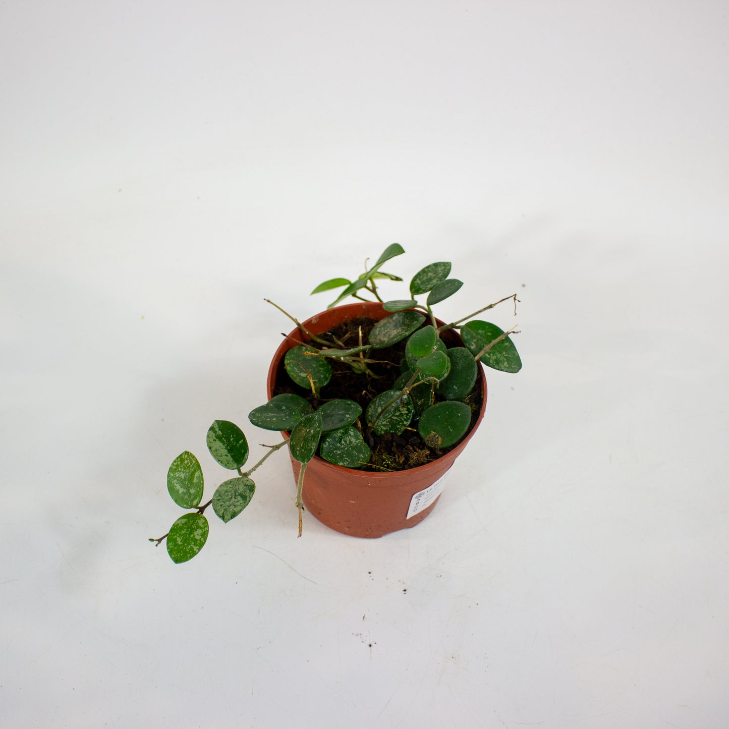 Hoya Mathilde Splash 12cm H13cm