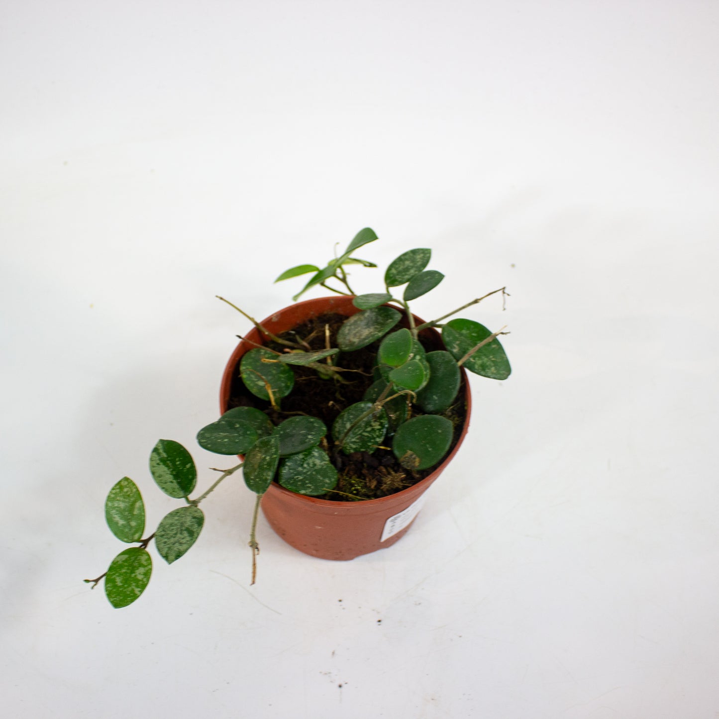 Hoya Mathilde Splash 12cm H13cm