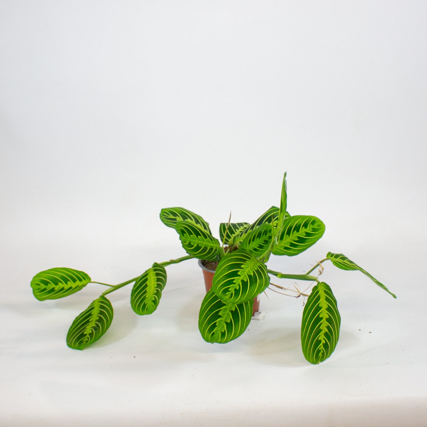 Maranta Lemon & Lime 12cm H35cm
