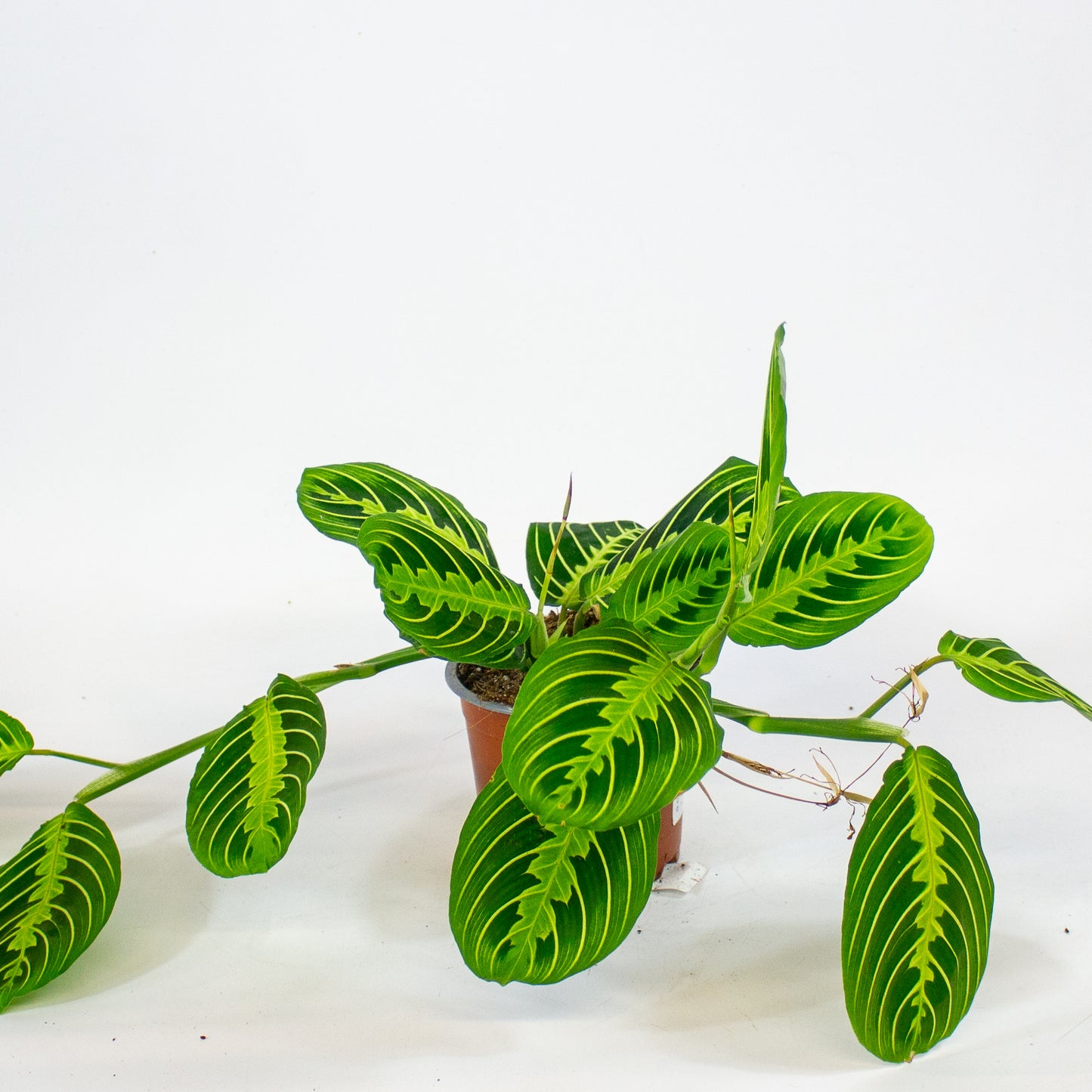 Maranta Lemon & Lime 12cm H35cm