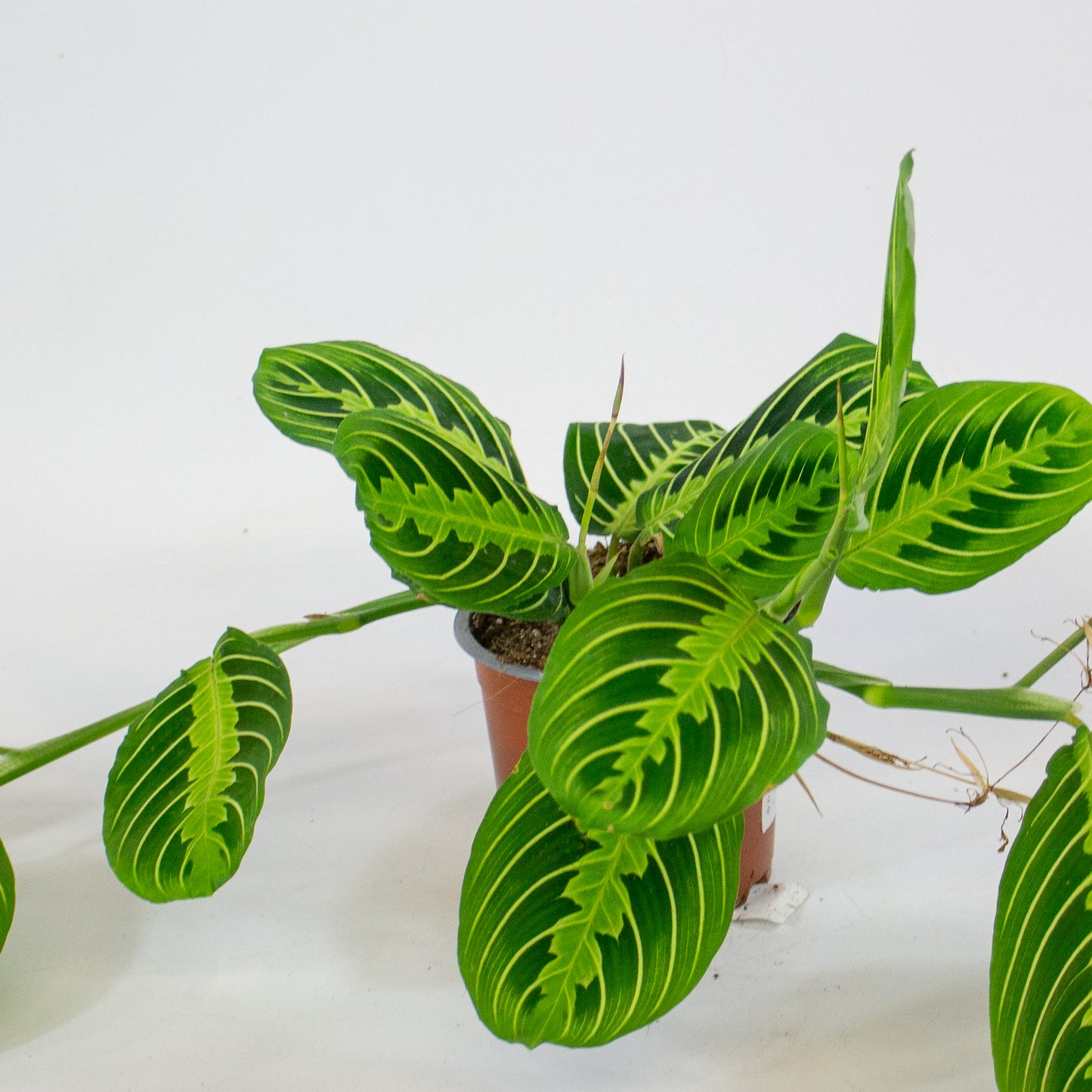 Maranta Lemon & Lime 12cm H35cm