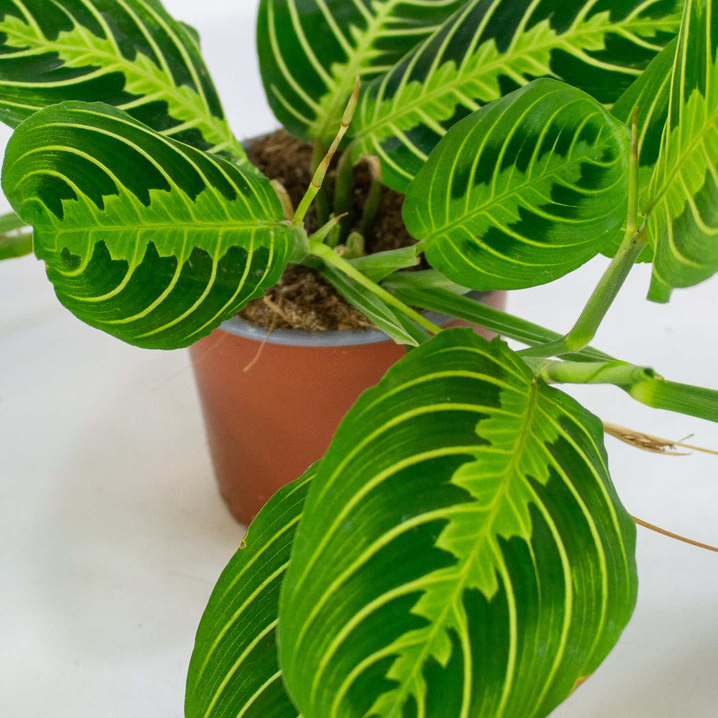 Maranta Lemon & Lime 12cm H35cm