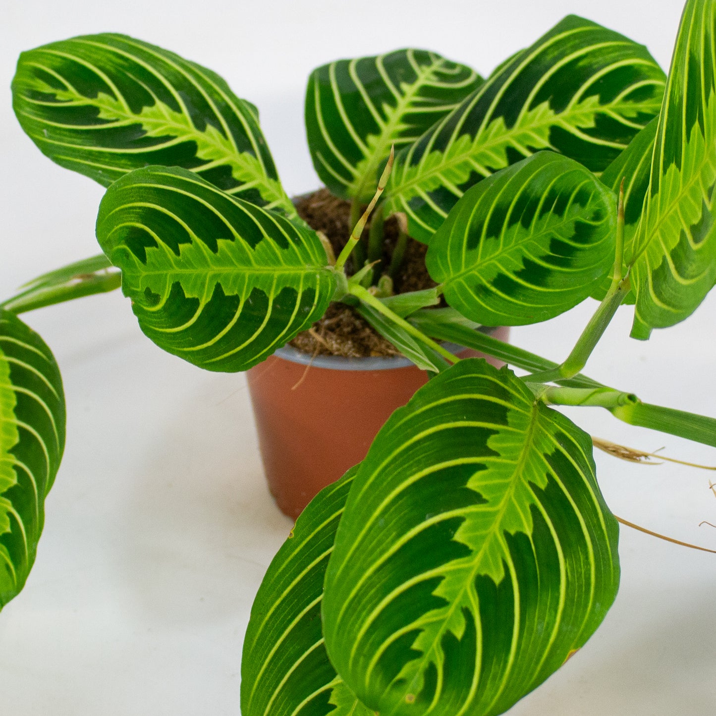 Maranta Lemon & Lime 12cm H35cm