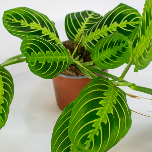 Maranta Lemon & Lime 12cm H35cm