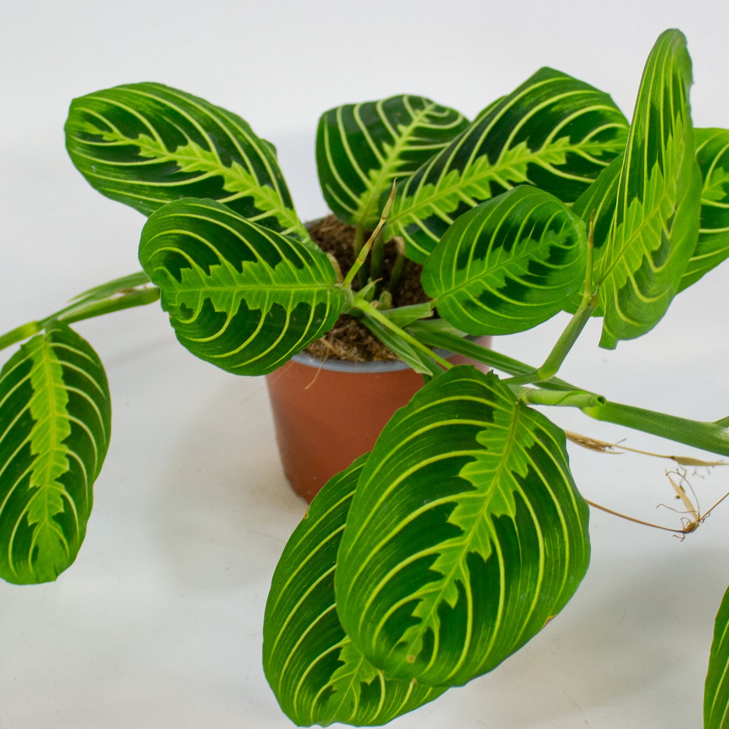 Maranta Lemon & Lime 12cm H35cm