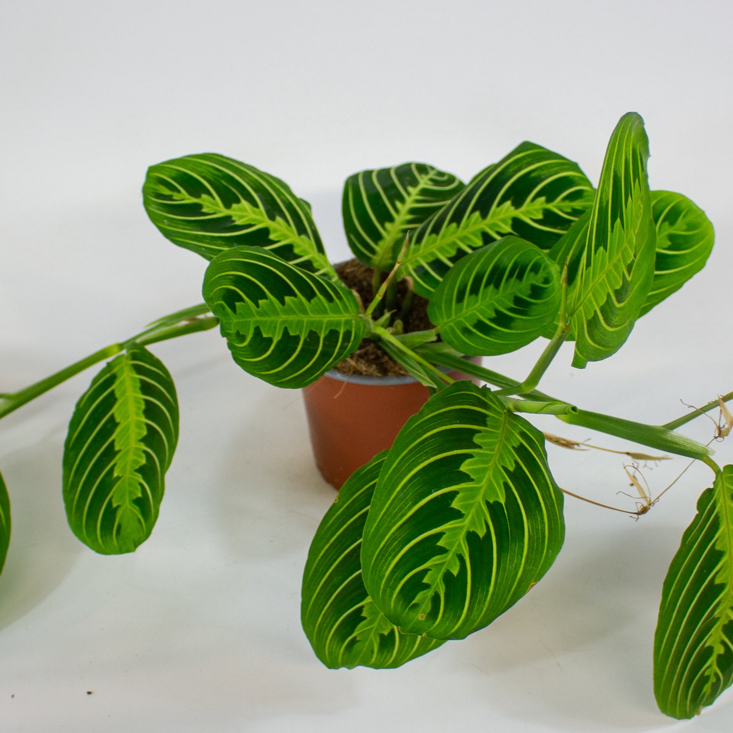 Maranta Lemon & Lime 12cm H35cm