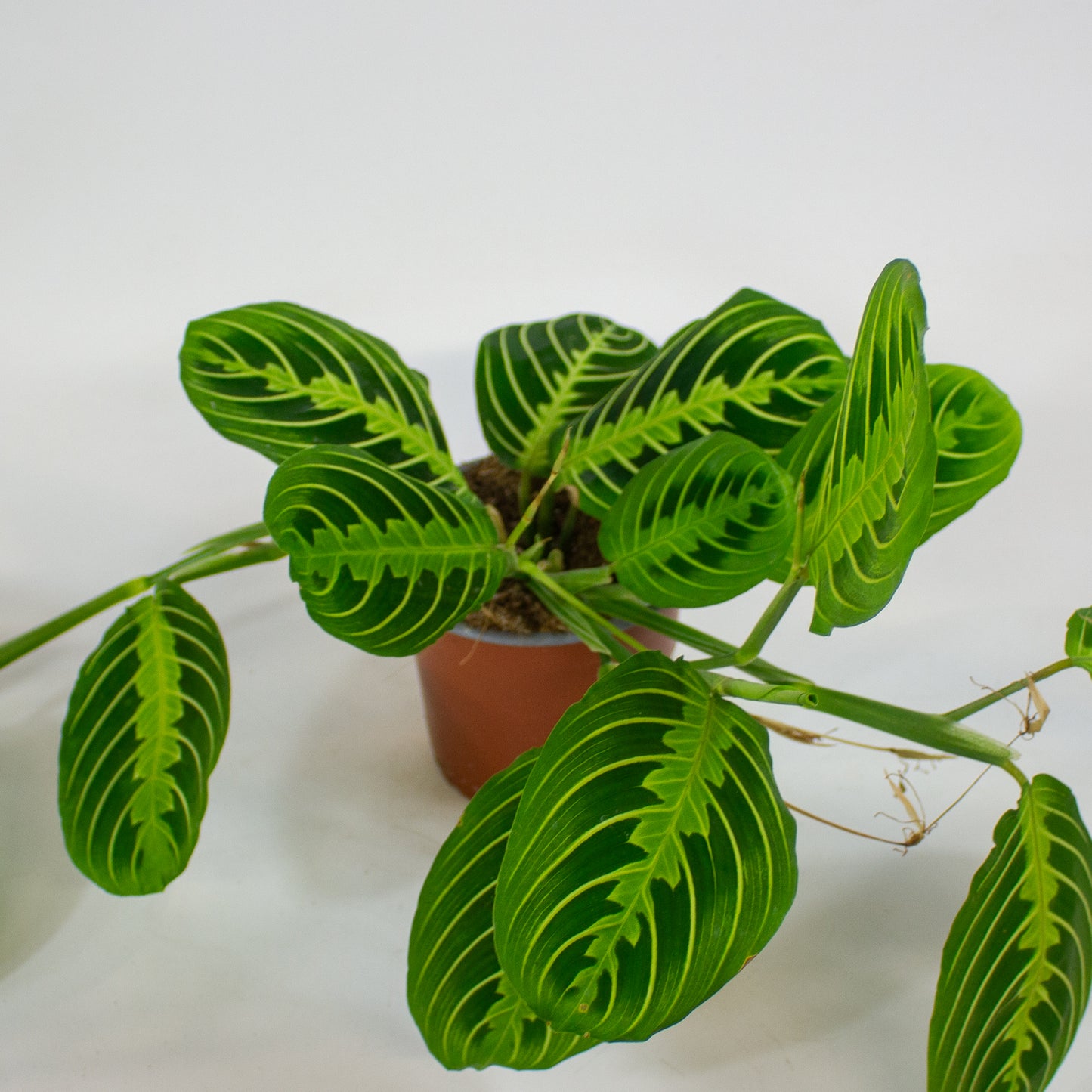 Maranta Lemon & Lime 12cm H35cm