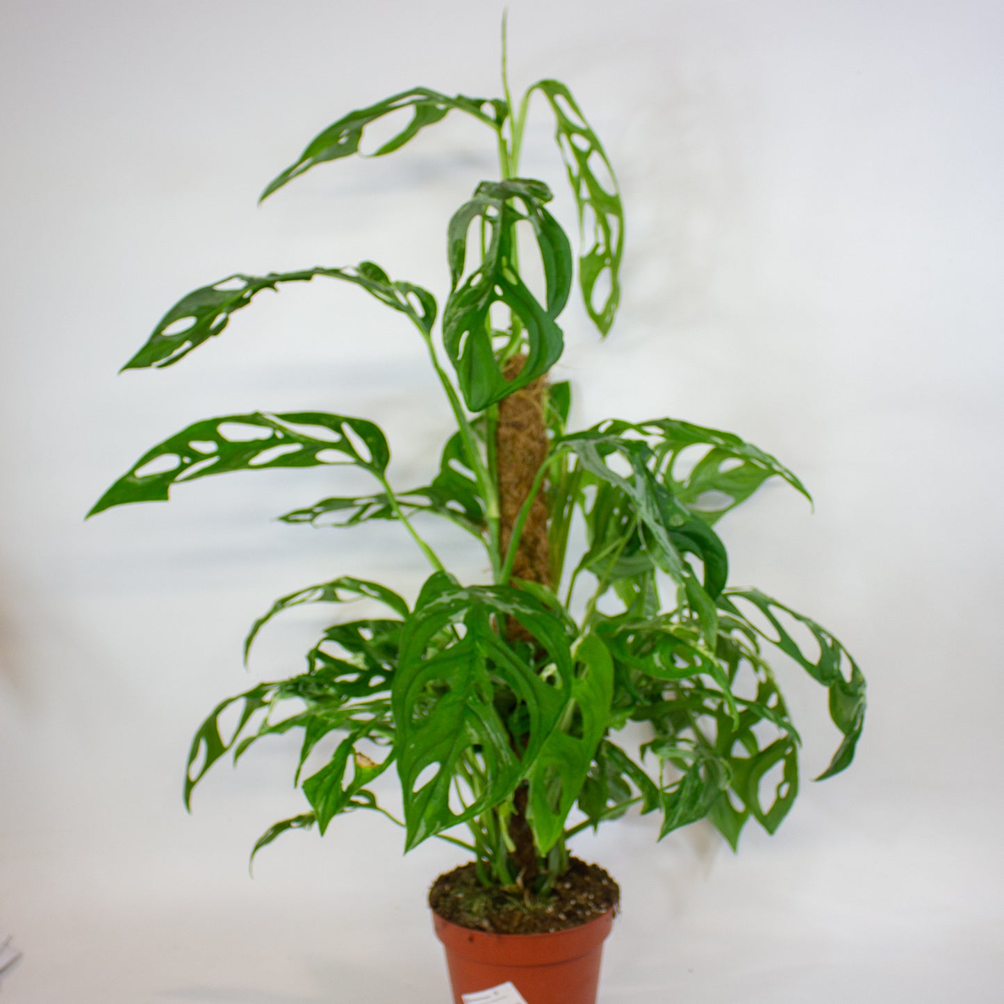 Monstera Adansonii Indonesian Marble 17cm H50cm