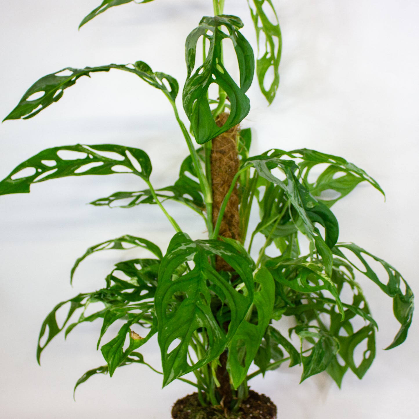 Monstera Adansonii Indonesian Marble 17cm H50cm