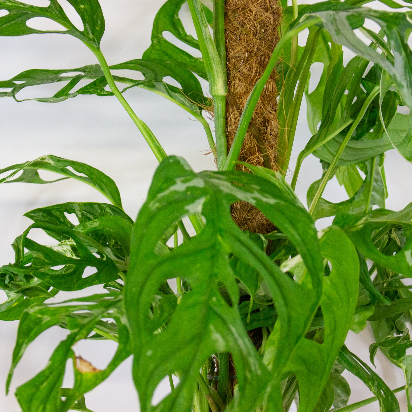 Monstera Adansonii Indonesian Marble 17cm H50cm