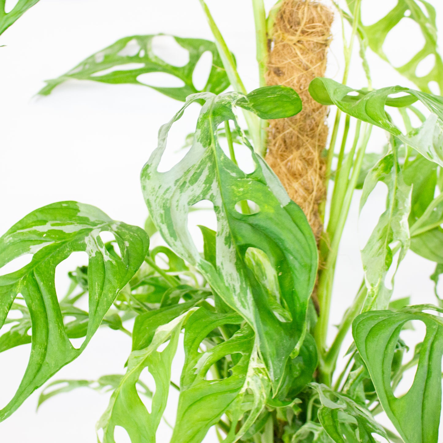 Monstera Adansonii Indonesian Marble 17cm H50cm