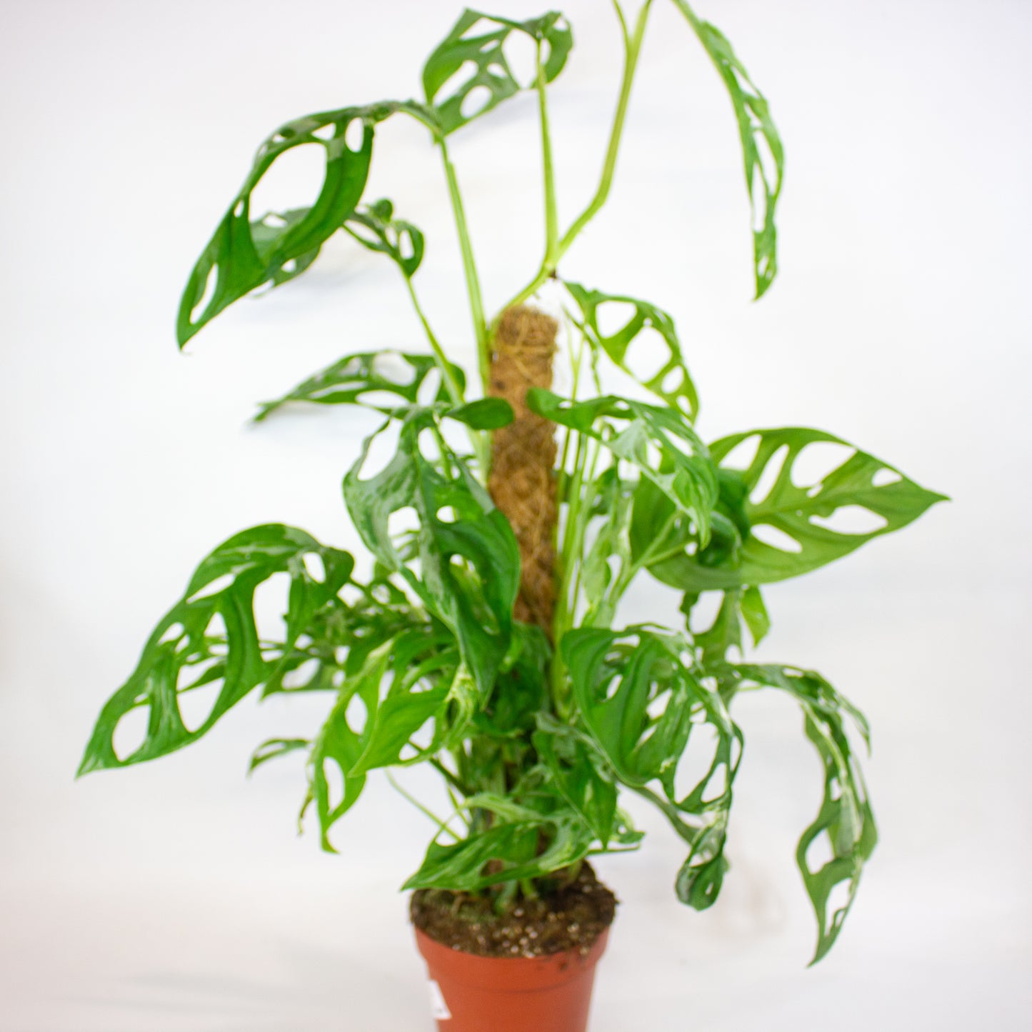 Monstera Adansonii Indonesian Marble 17cm H50cm