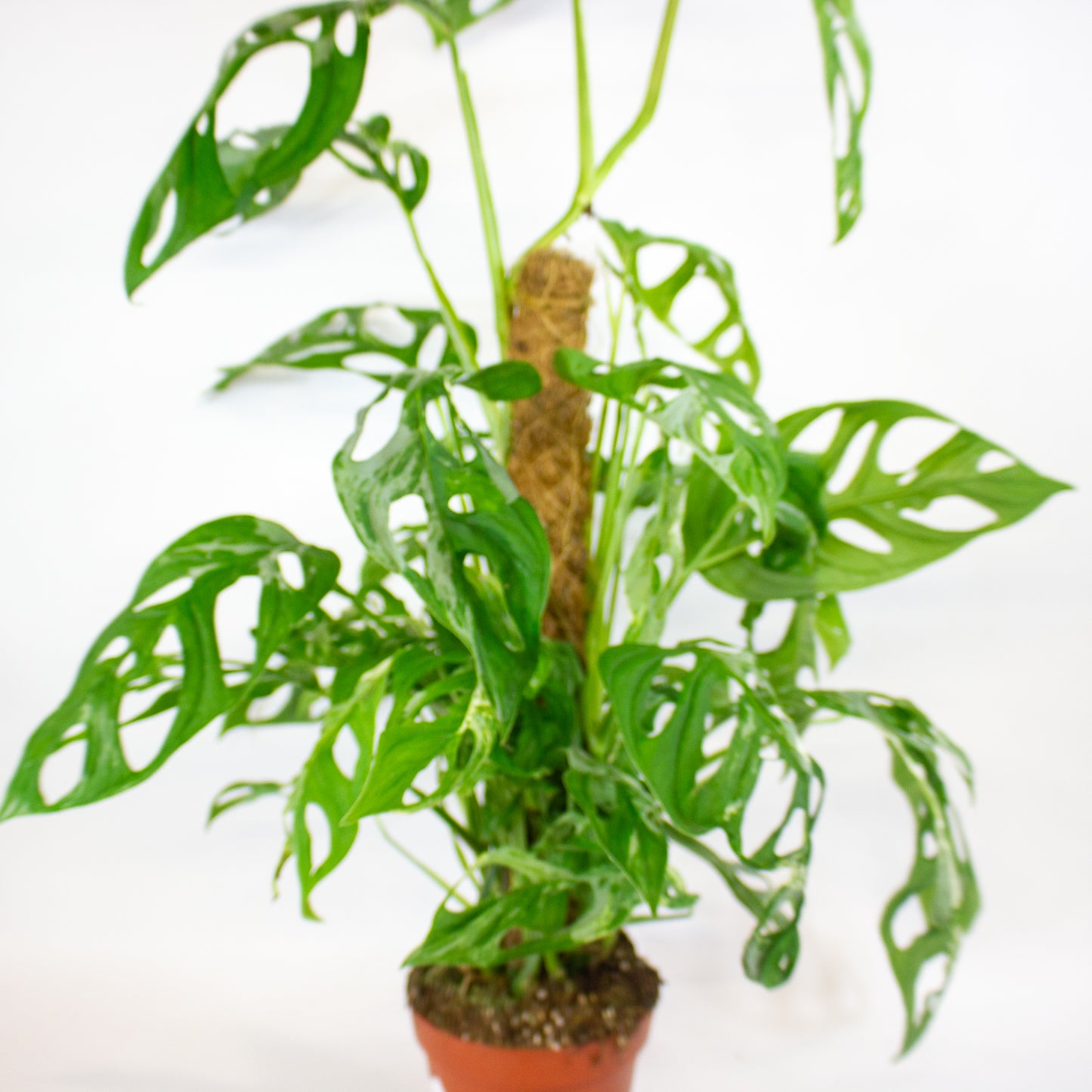 Monstera Adansonii Indonesian Marble 17cm H50cm