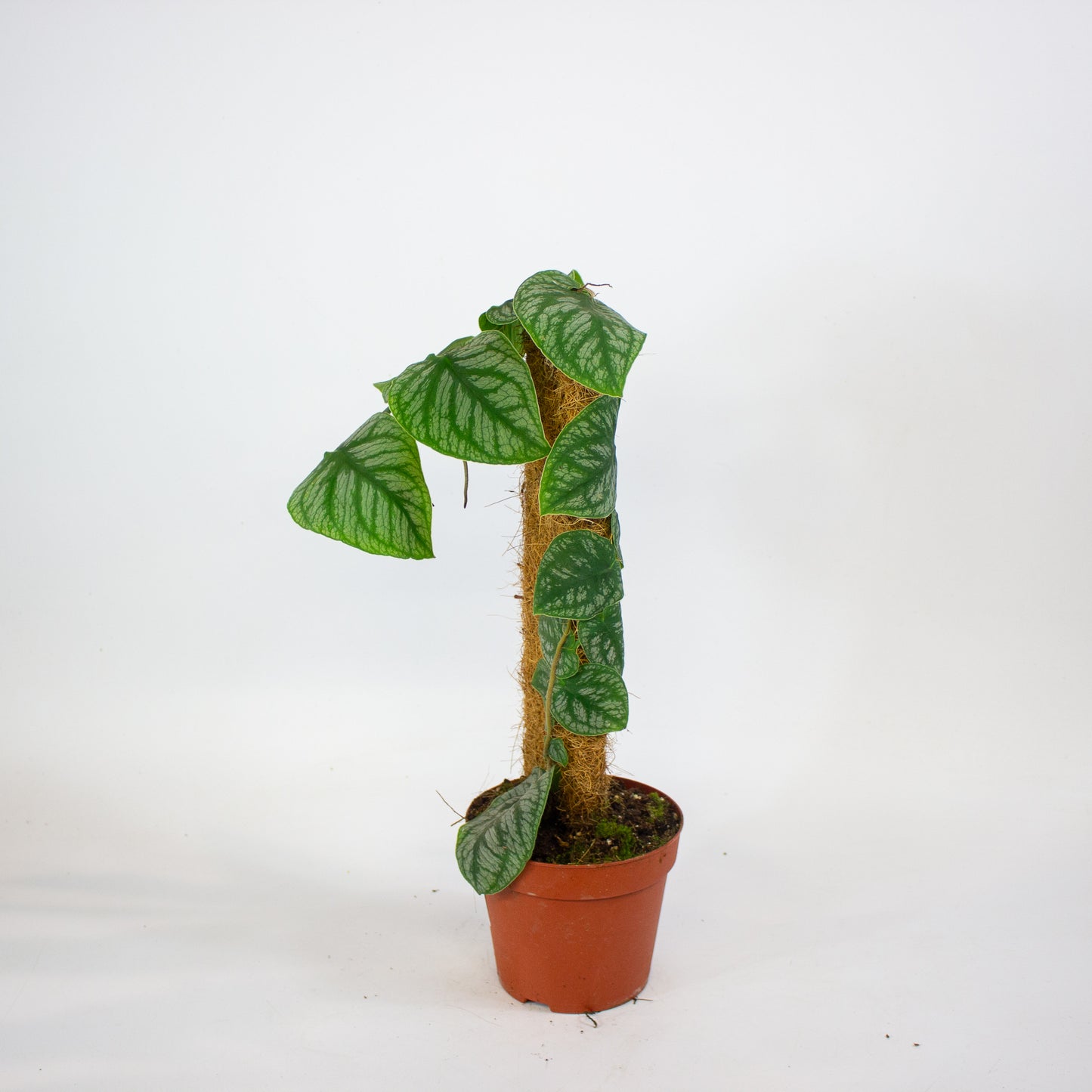 Monstera Dubia 14cm H40cm