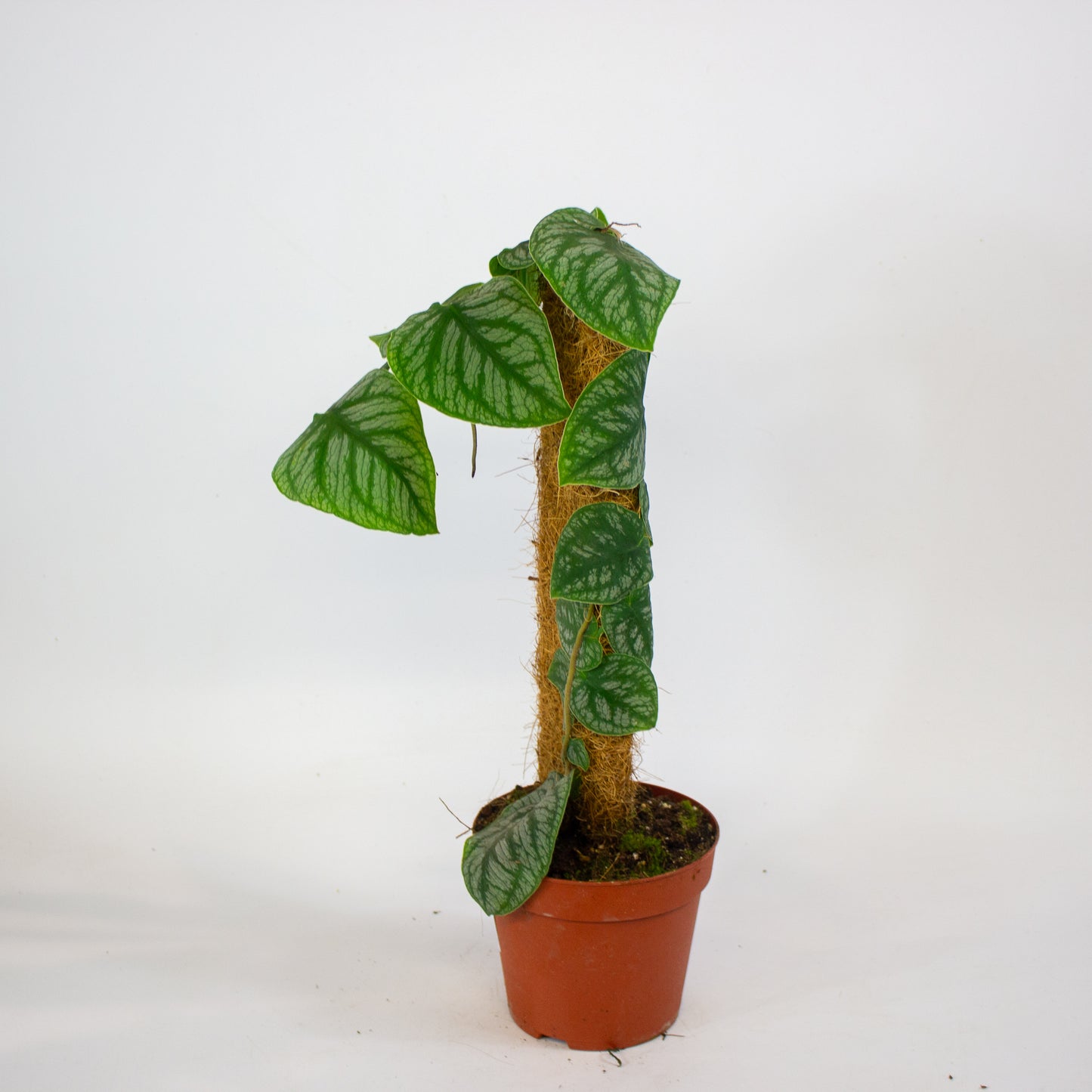 Monstera Dubia 14cm H40cm