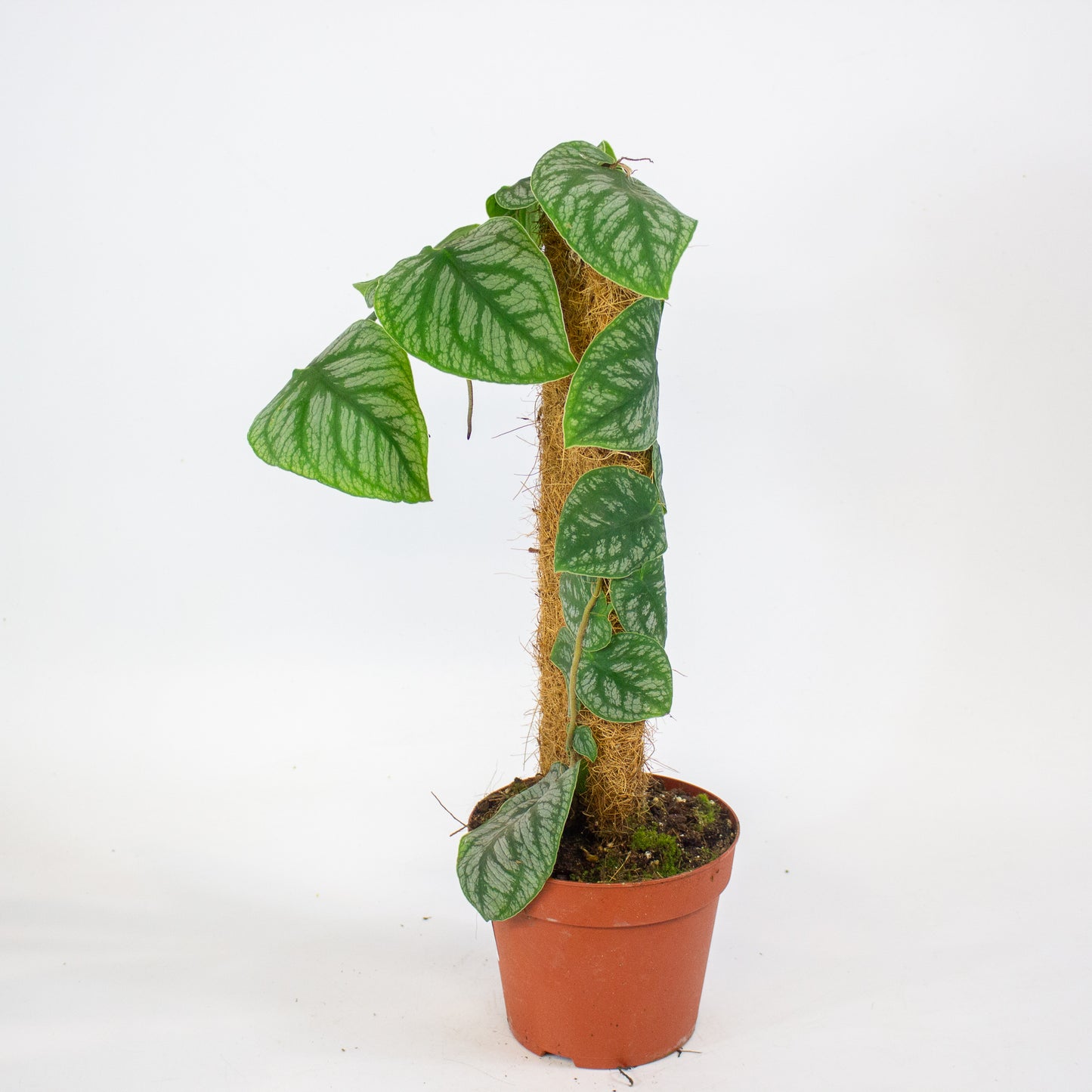 Monstera Dubia 14cm H40cm