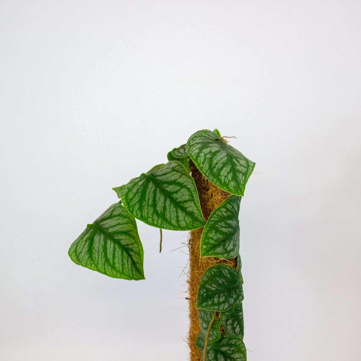 Monstera Dubia 14cm H40cm