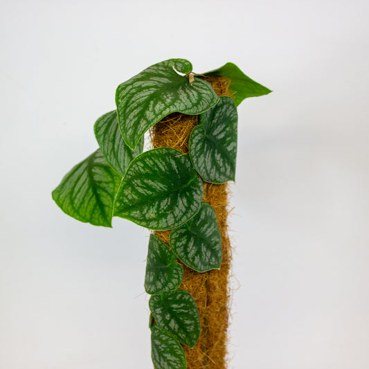 Monstera Dubia 14cm H40cm