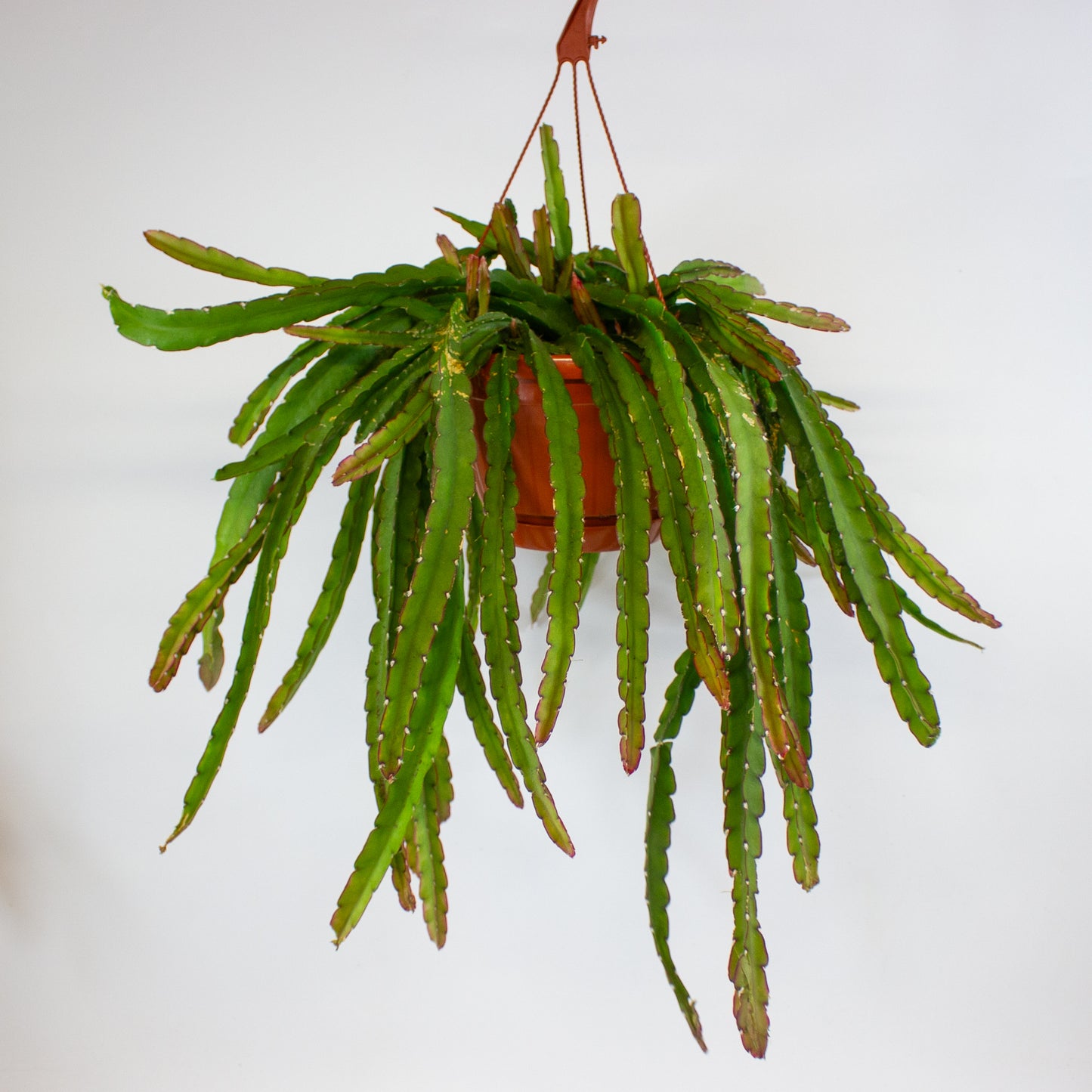 Lepismium Crusiforme Red Tip 21cm H40cm