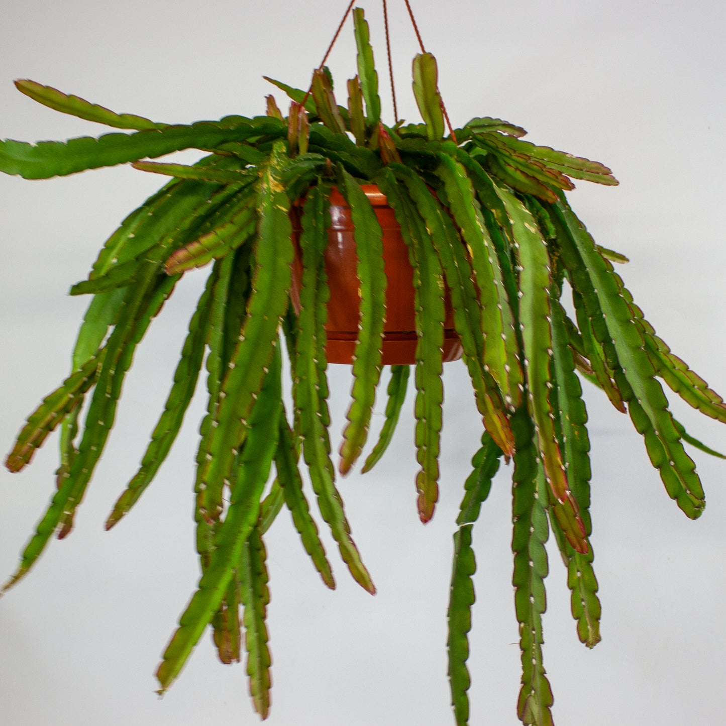Lepismium Crusiforme Red Tip 21cm H40cm