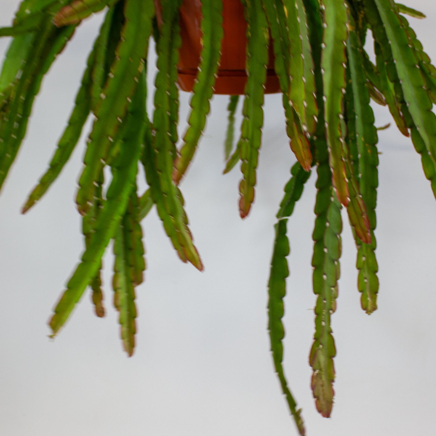 Lepismium Crusiforme Red Tip 21cm H40cm