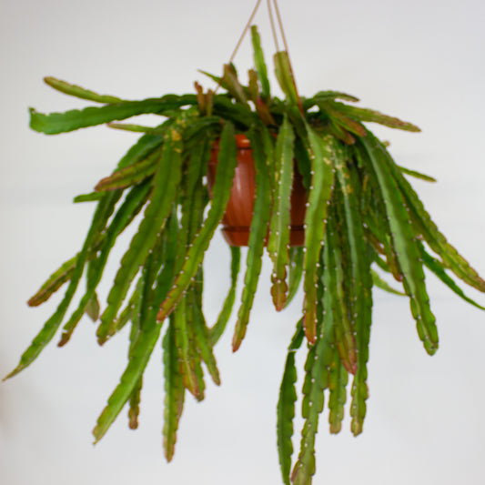 Lepismium Crusiforme Red Tip 21cm H40cm