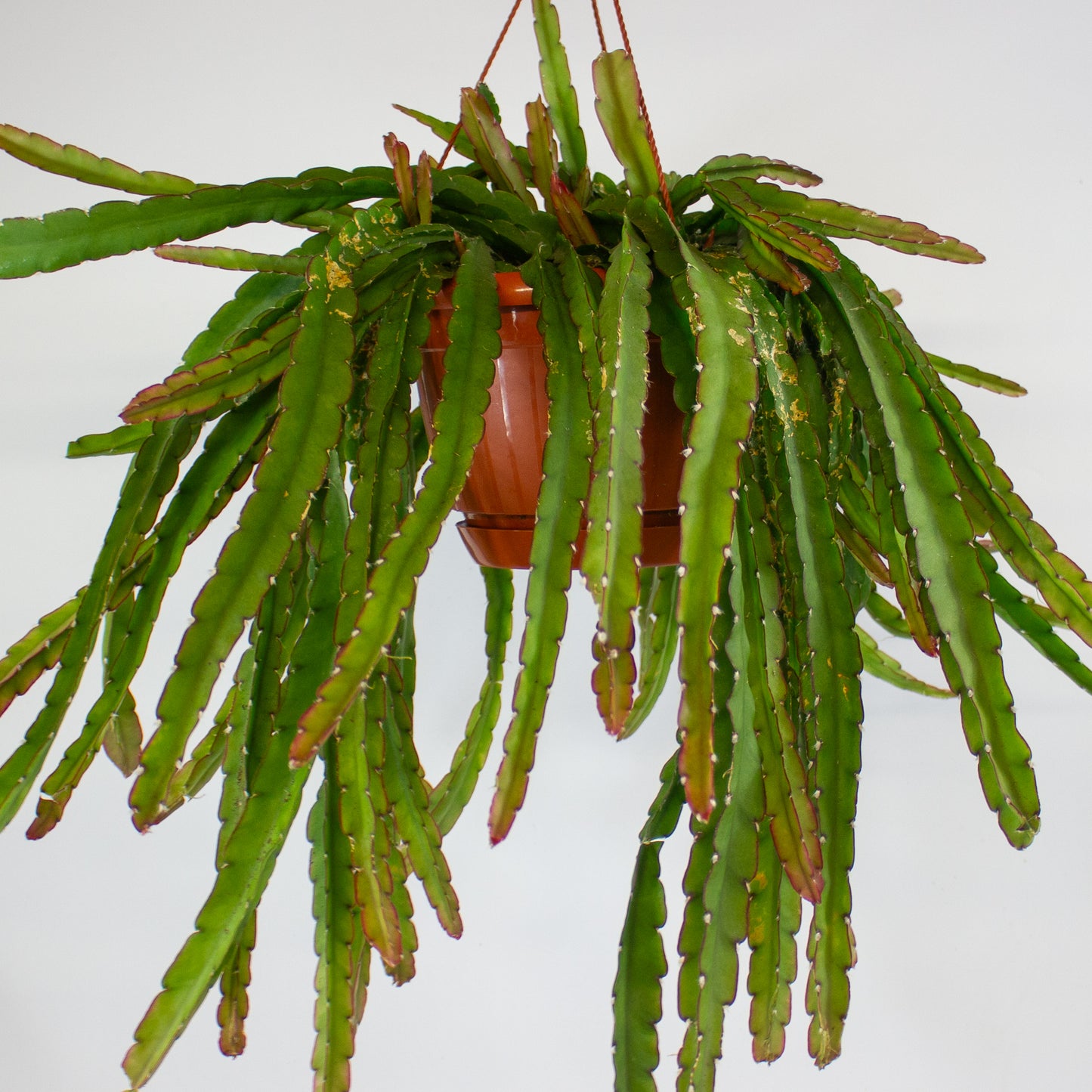 Lepismium Crusiforme Red Tip 21cm H40cm