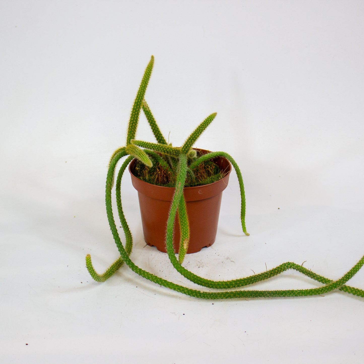 Aporocactus flagelliformis 13cm H20cm