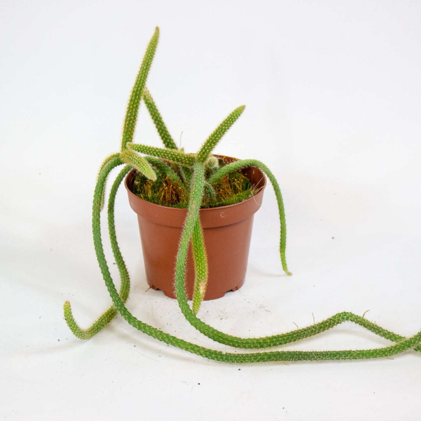 Aporocactus flagelliformis 13cm H20cm