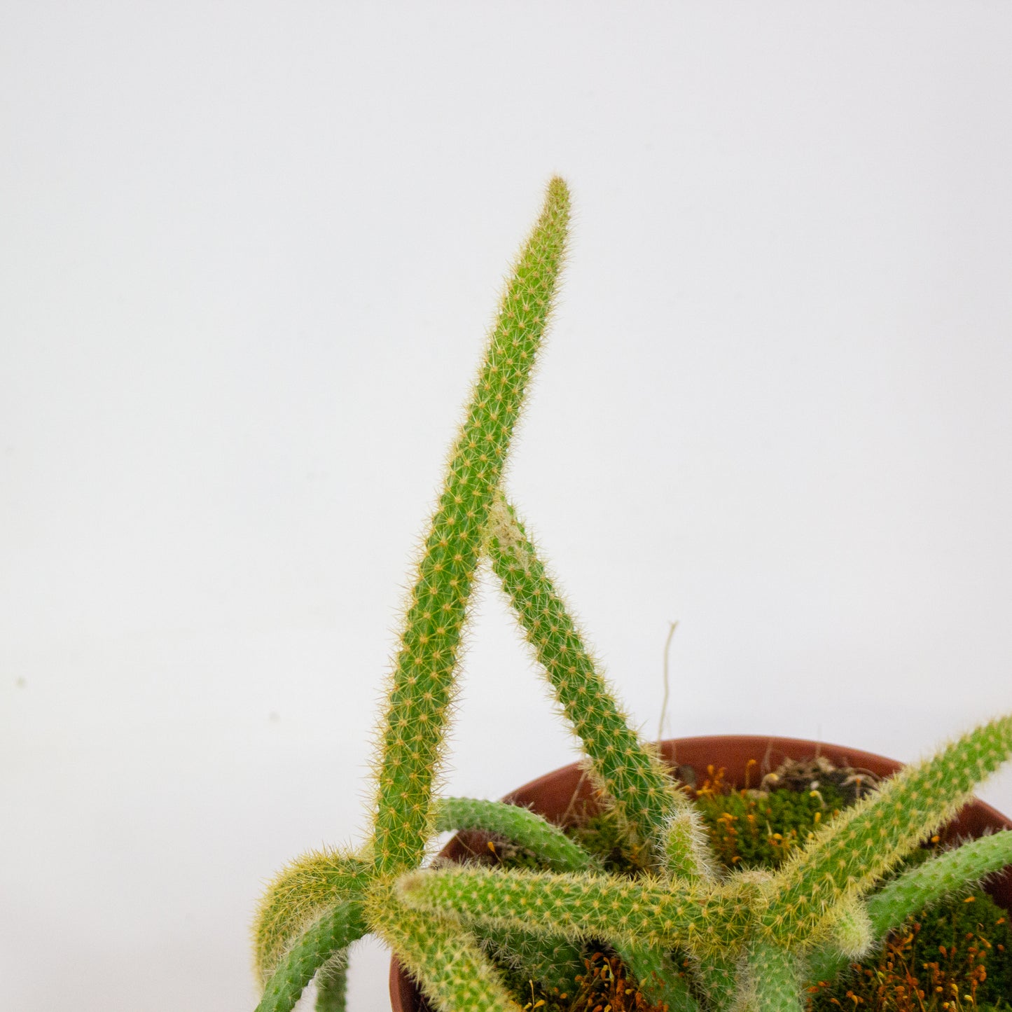 Aporocactus flagelliformis 13cm H20cm