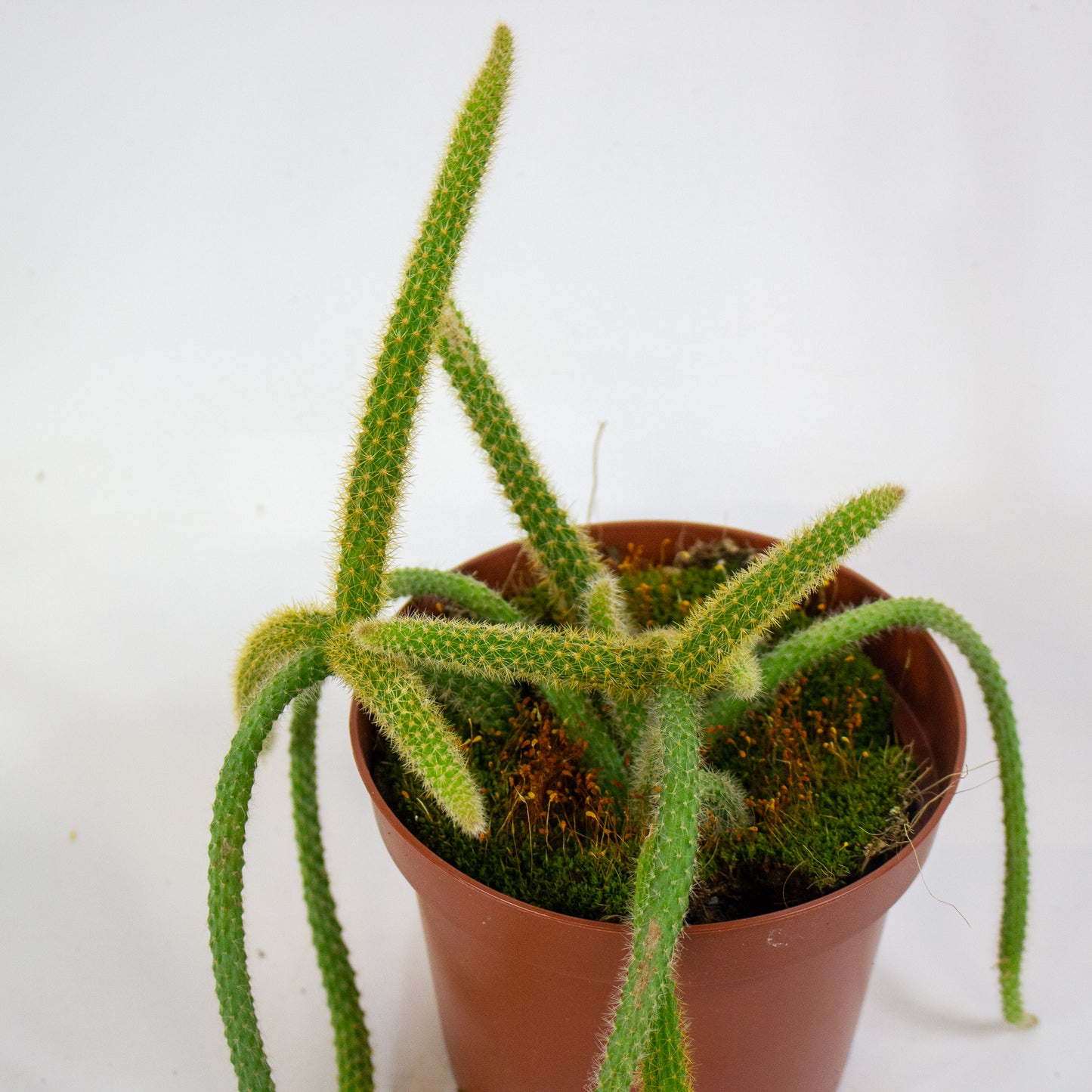 Aporocactus flagelliformis 13cm H20cm