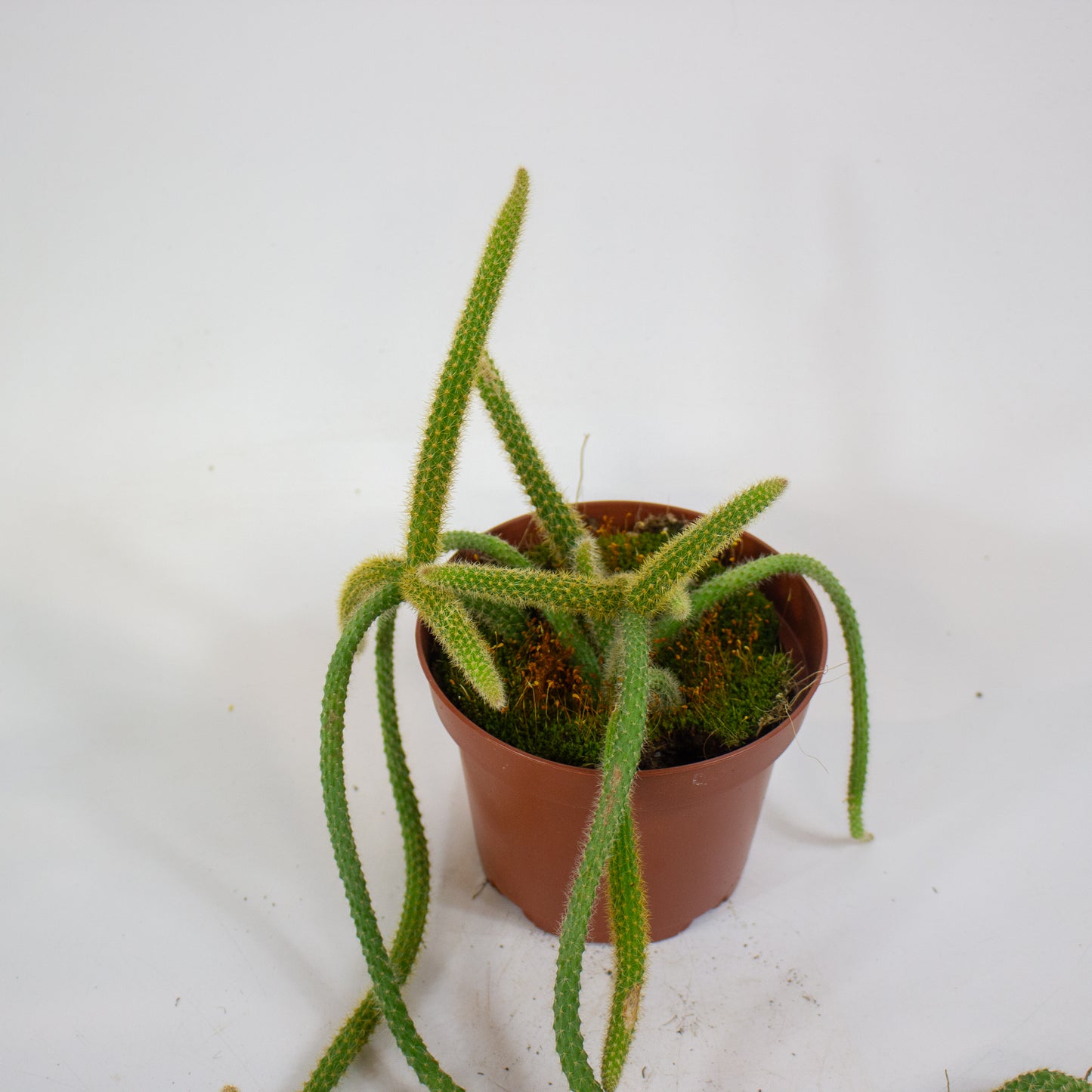 Aporocactus flagelliformis 13cm H20cm