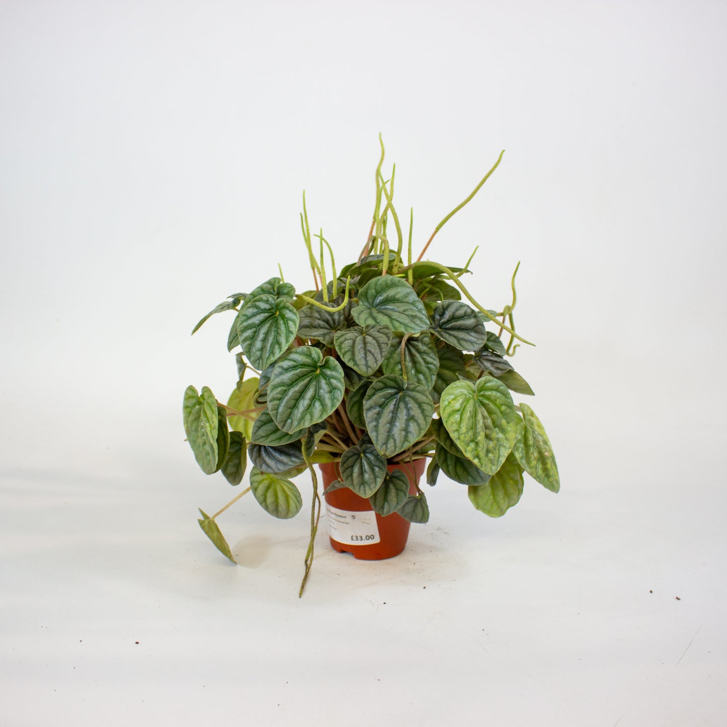Peperomia Griseoargentea 9cm H20cm
