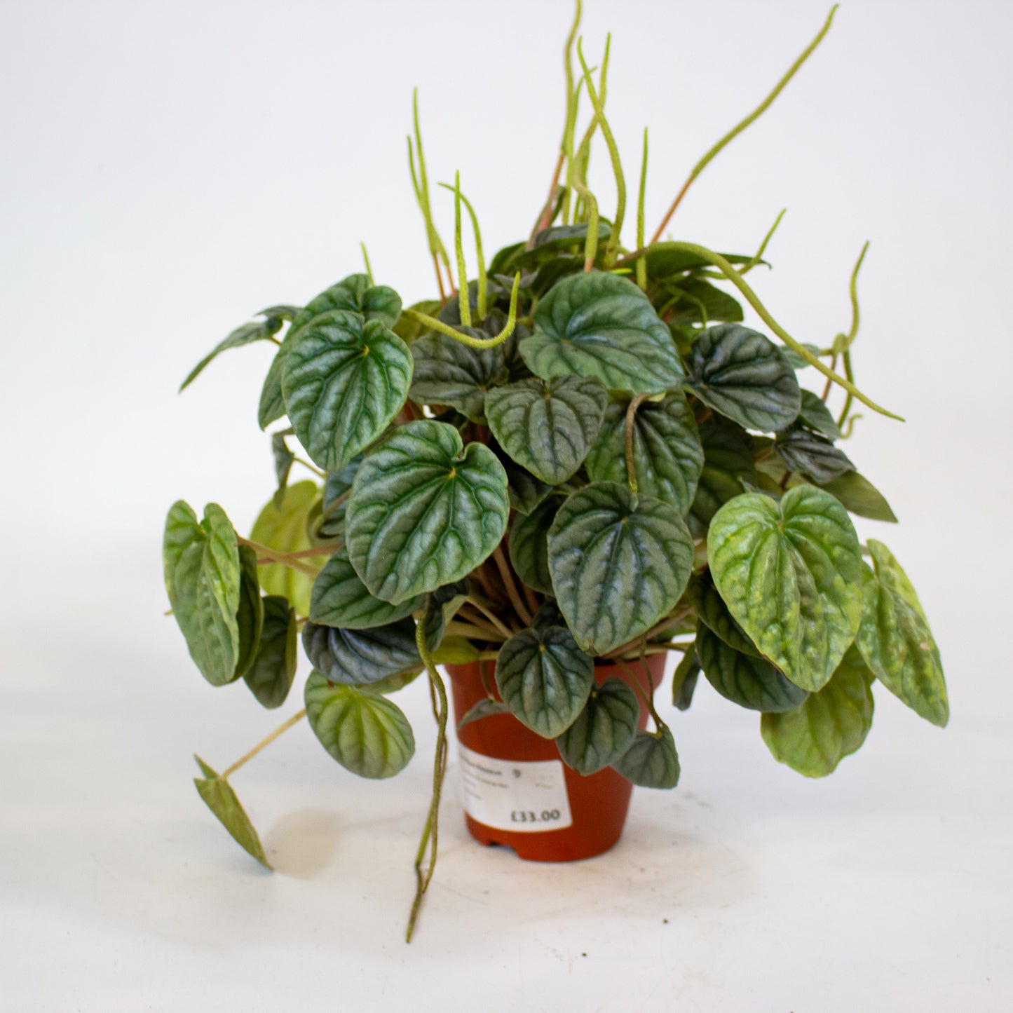 Peperomia Griseoargentea 9cm H20cm