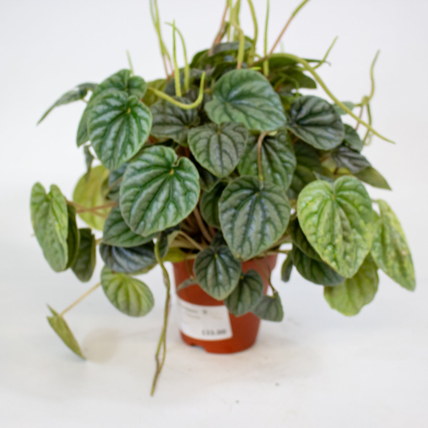 Peperomia Griseoargentea 9cm H20cm