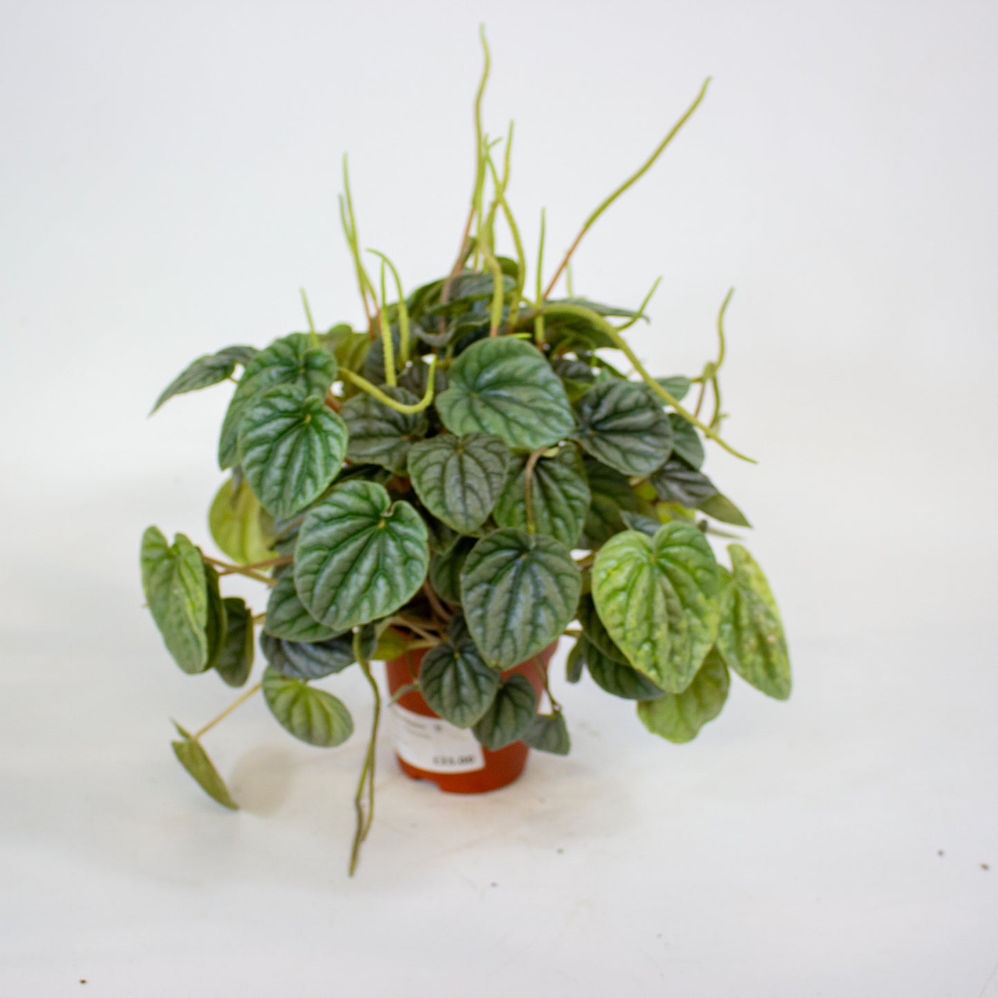 Peperomia Griseoargentea 9cm H20cm