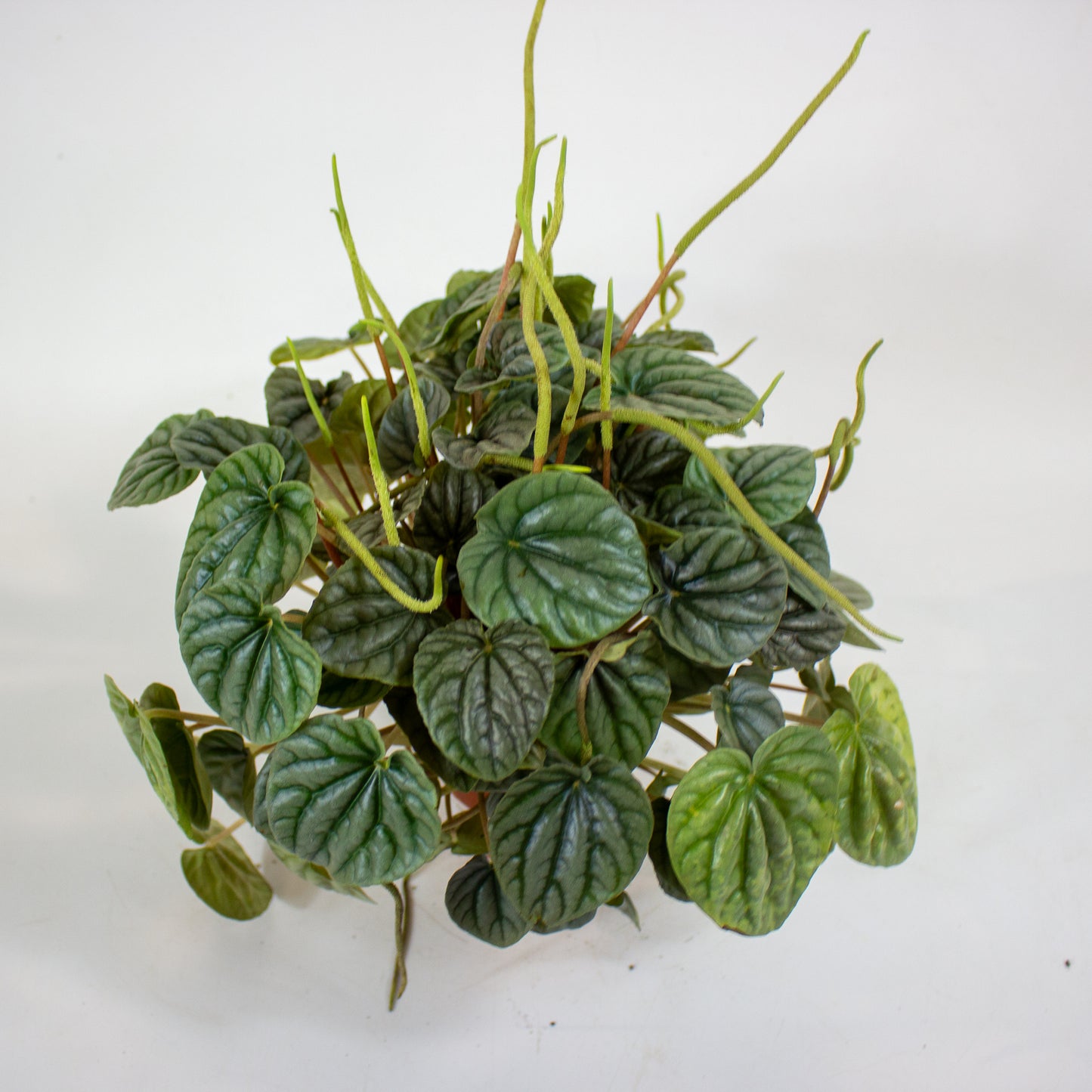 Peperomia Griseoargentea 9cm H20cm