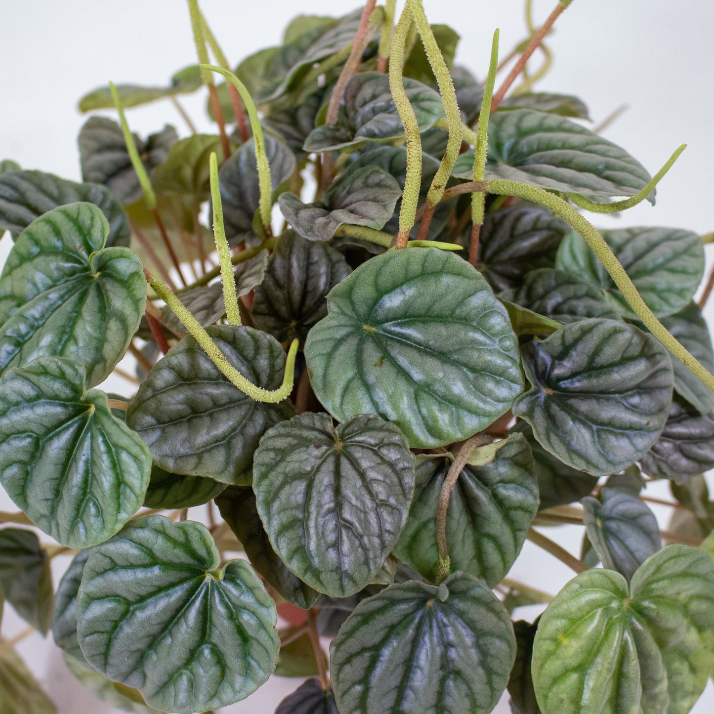 Peperomia Griseoargentea 9cm H20cm