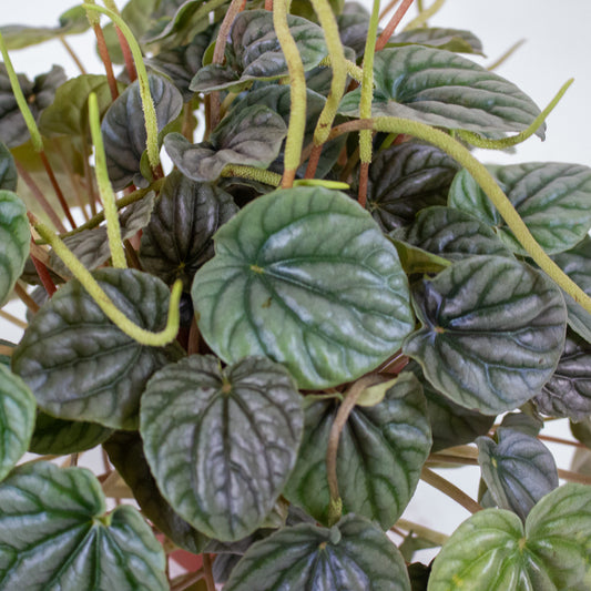 Peperomia Griseoargentea 9cm H20cm